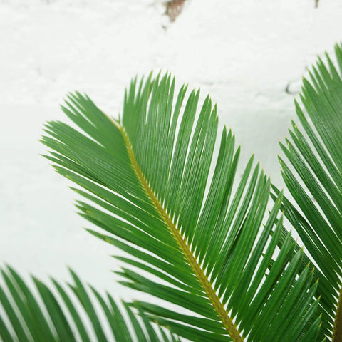 King Sago Palm