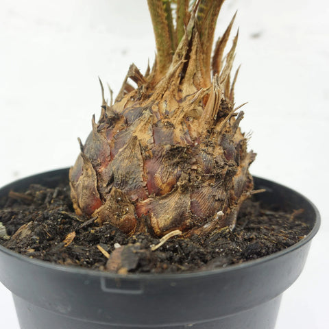 King Sago Palm