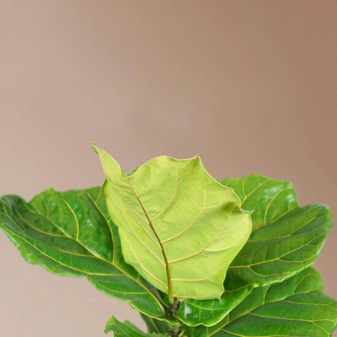 Fiddle Leaf Fig