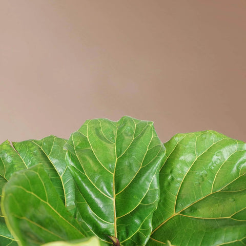 Fiddle Leaf Fig