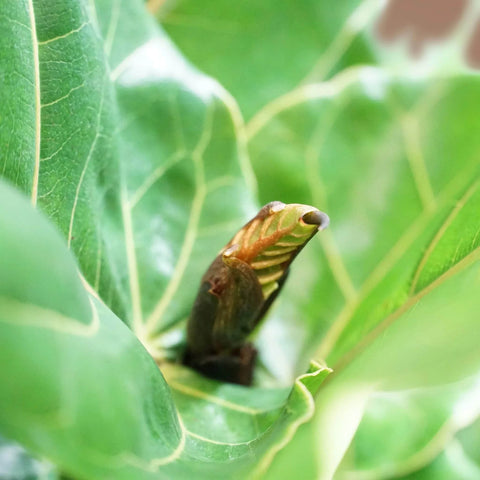 Fiddle Leaf Fig