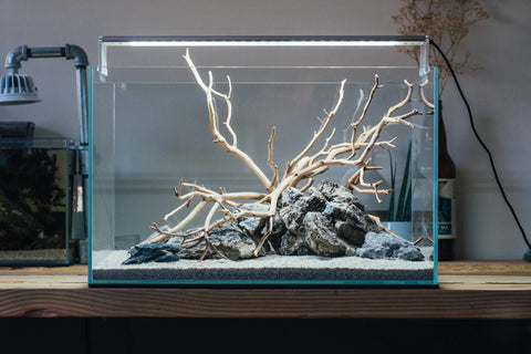 Manzanita Driftwood