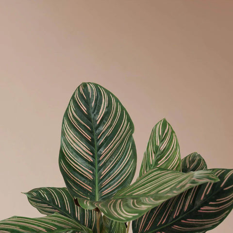 Calathea Pinstripe