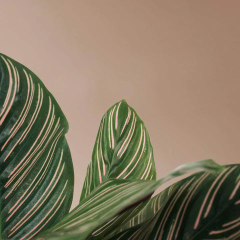 Calathea Pinstripe