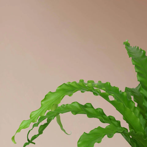 Osaka Bird Nest Fern