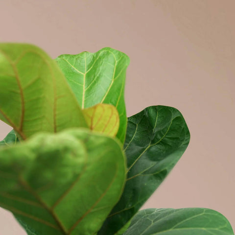 Fiddle Leaf Fig