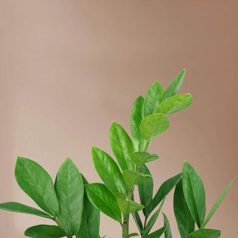 Zamioculcas Zamiifolia (ZZ Plant)