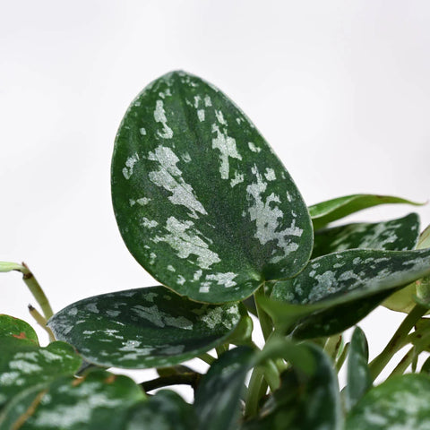 Money Plant Satin - Scindapsus Pictus Argyraeus
