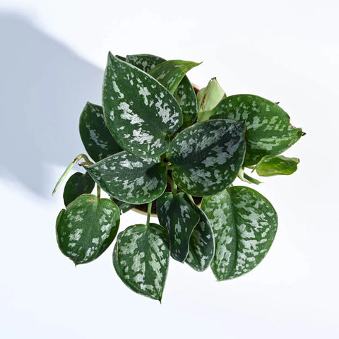 Money Plant Satin - Scindapsus Pictus Argyraeus