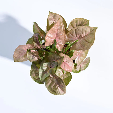 Syngonium Pink