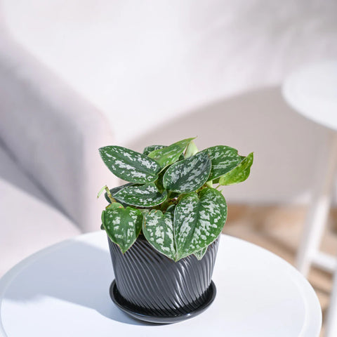 Money Plant Satin - Scindapsus Pictus Argyraeus