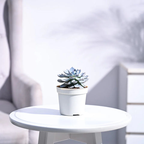 Echeveria Subsesilis Hybrid Silver