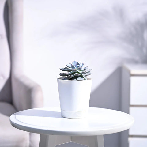 Echeveria Subsesilis Hybrid Silver