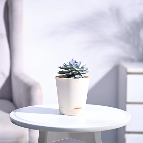 Echeveria Subsesilis Hybrid Silver