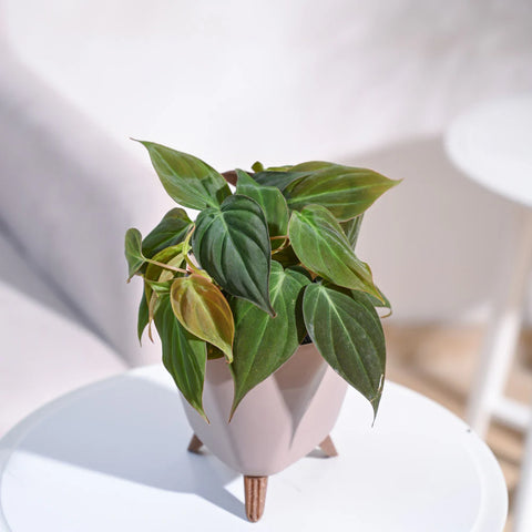 Philodendron Micans