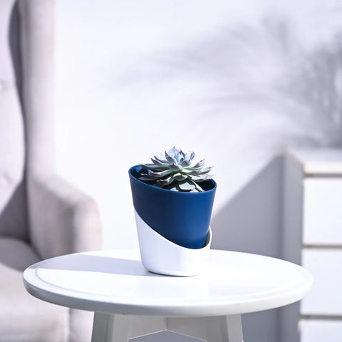 Echeveria Subsesilis Hybrid Silver