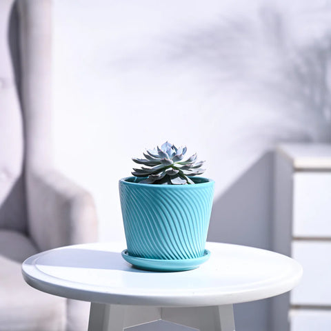 Echeveria Subsesilis Hybrid Silver