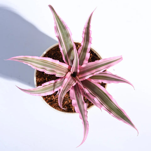 Earth Star - Pink