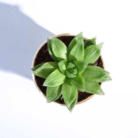 Haworthia Cooperi Fleshy