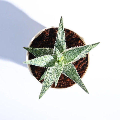 Aloe Blizzard