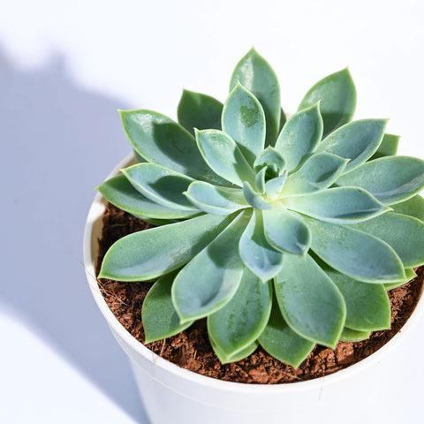 Echeveria Pegasus