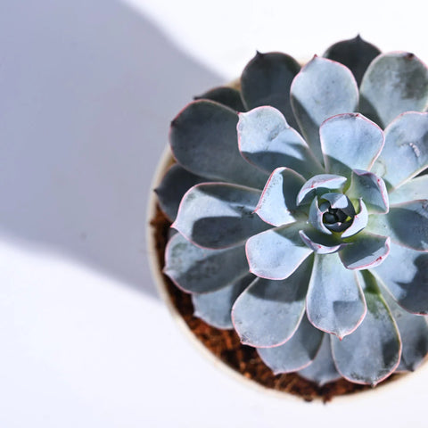 Echeveria Subsesilis Hybrid Silver