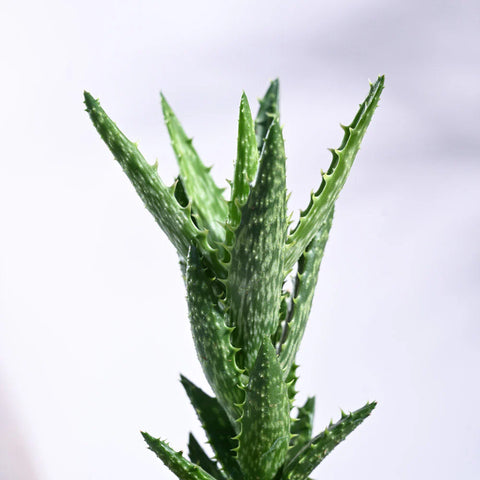 Aloe Juvenna