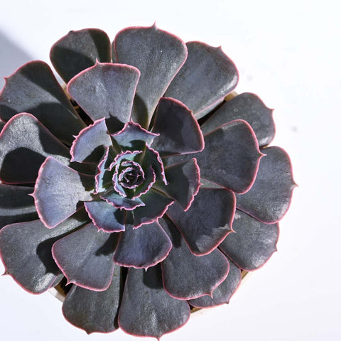 Echeveria Hybrid