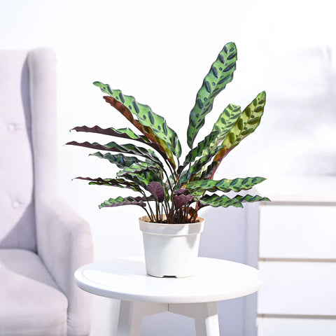 Calathea Rattlesnake