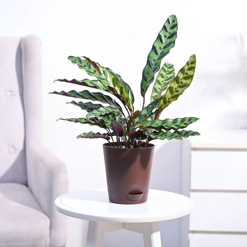 Calathea Rattlesnake