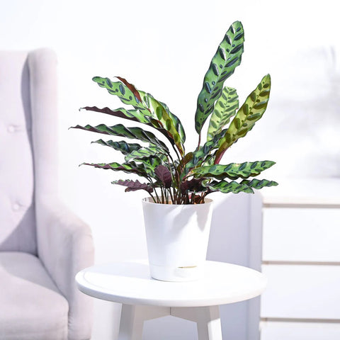 Calathea Rattlesnake