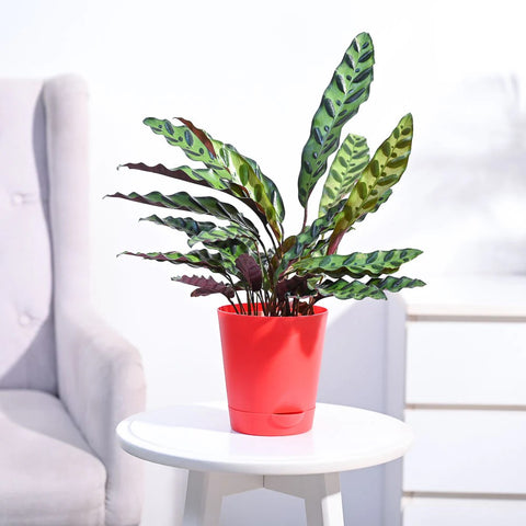 Calathea Rattlesnake