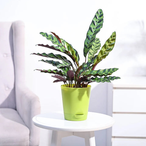 Calathea Rattlesnake