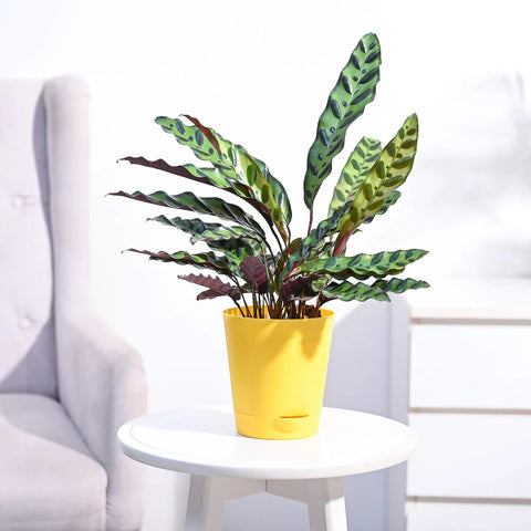 Calathea Rattlesnake
