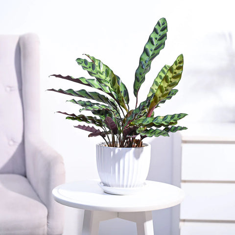 Calathea Rattlesnake