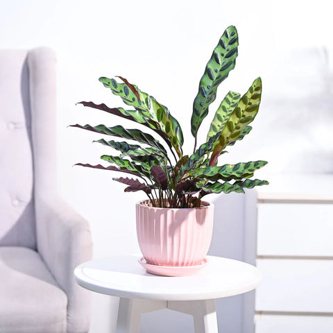 Calathea Rattlesnake