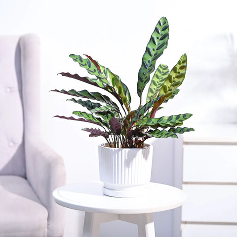 Calathea Rattlesnake