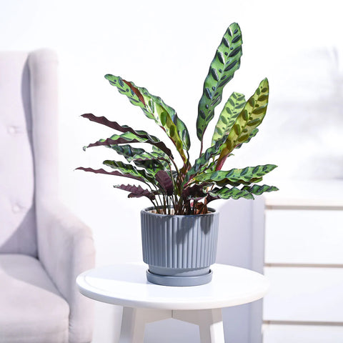 Calathea Rattlesnake