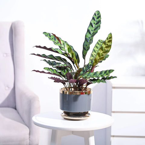 Calathea Rattlesnake