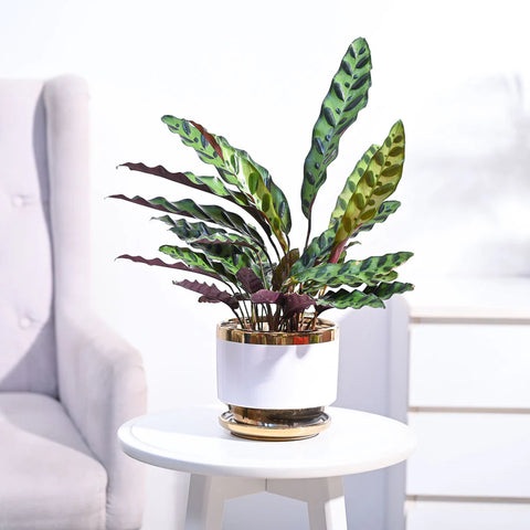 Calathea Rattlesnake