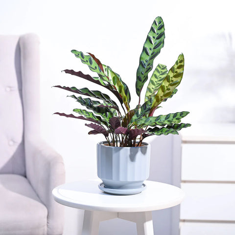 Calathea Rattlesnake