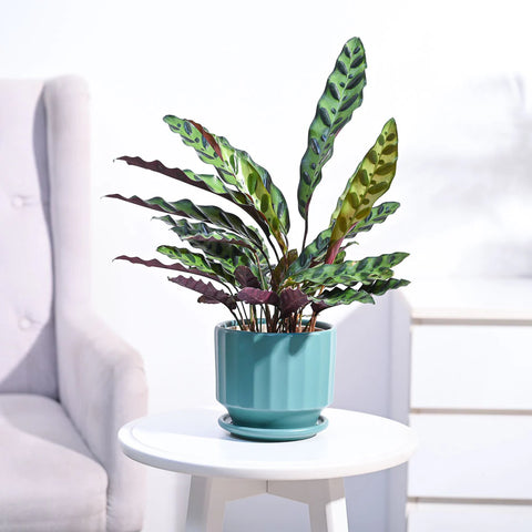Calathea Rattlesnake