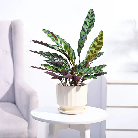 Calathea Rattlesnake