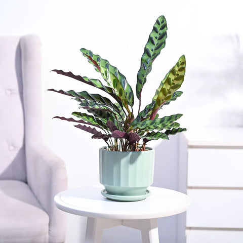 Calathea Rattlesnake