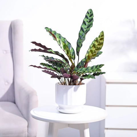 Calathea Rattlesnake