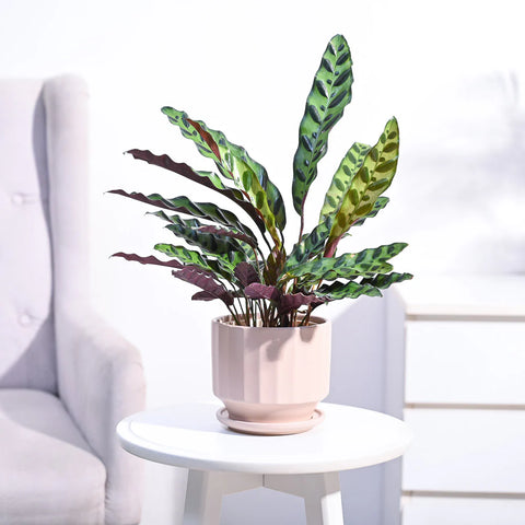 Calathea Rattlesnake