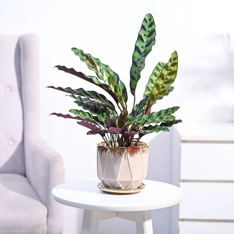 Calathea Rattlesnake