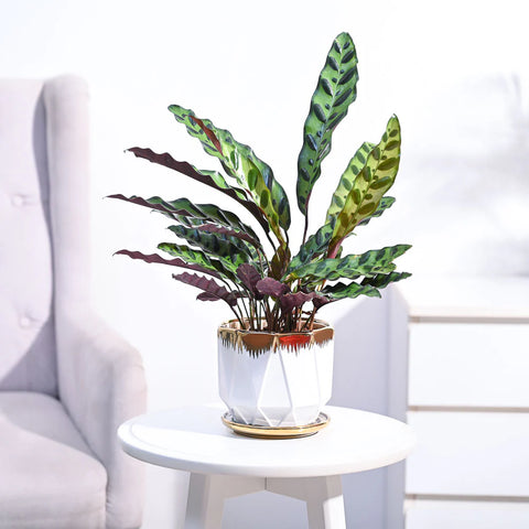 Calathea Rattlesnake