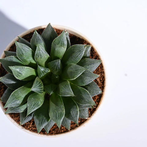 Haworthia Maculata