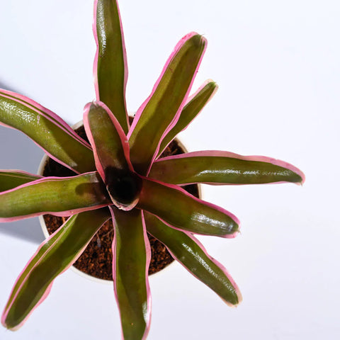 Neoregelia Fallan